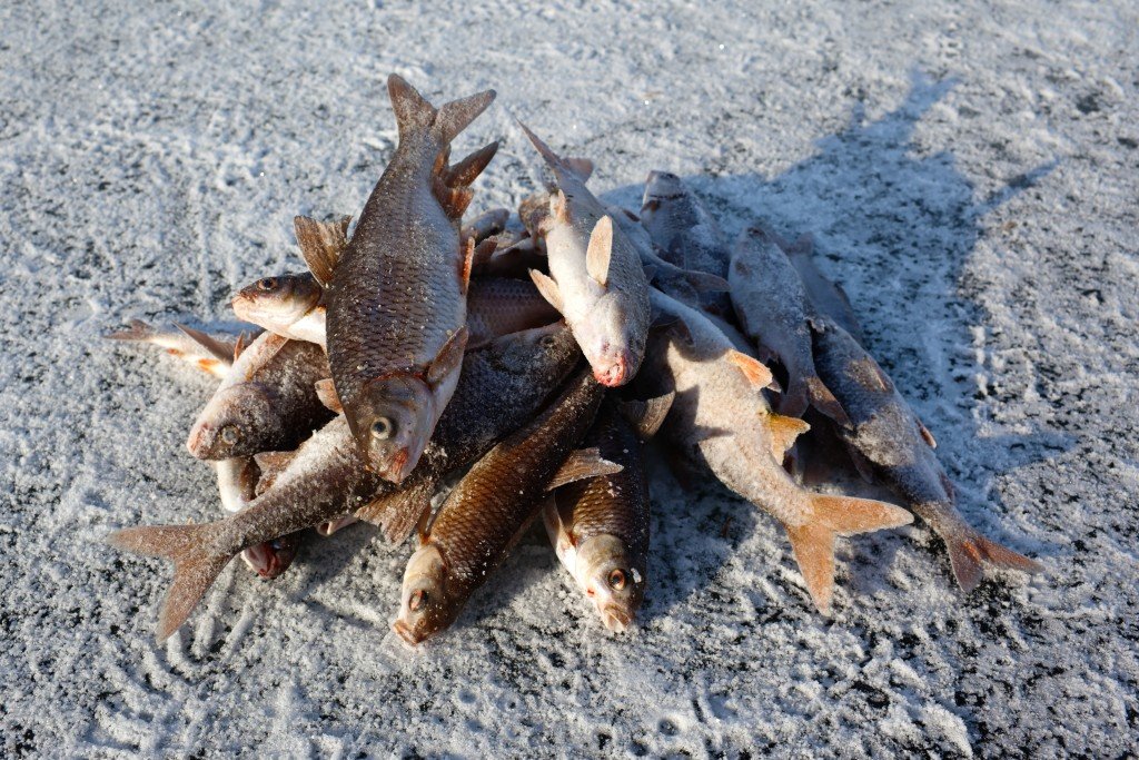 Winter fishing - caught fish on ice