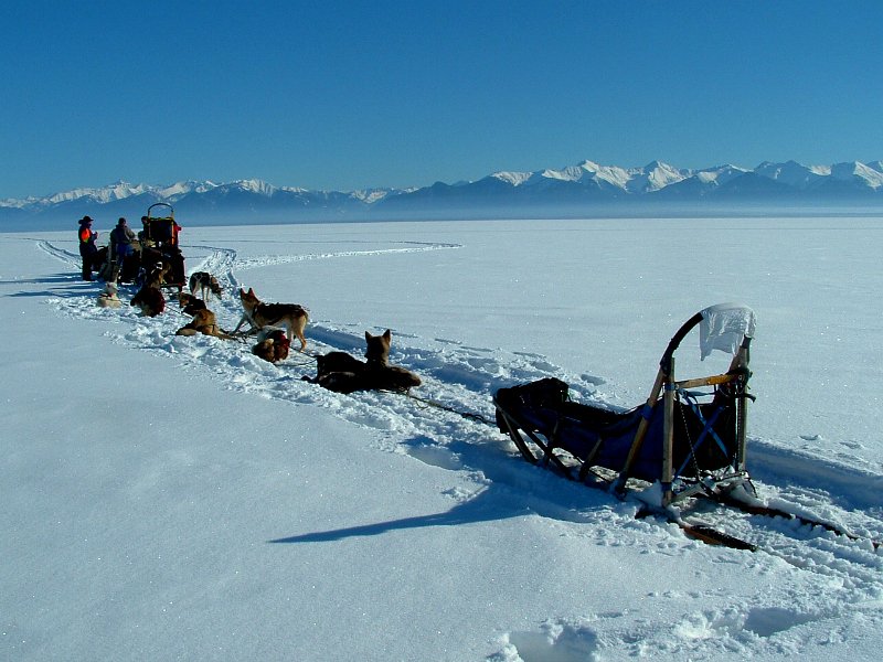 dog sledding 