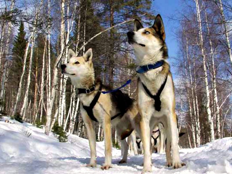 Try something different in Russia this winter